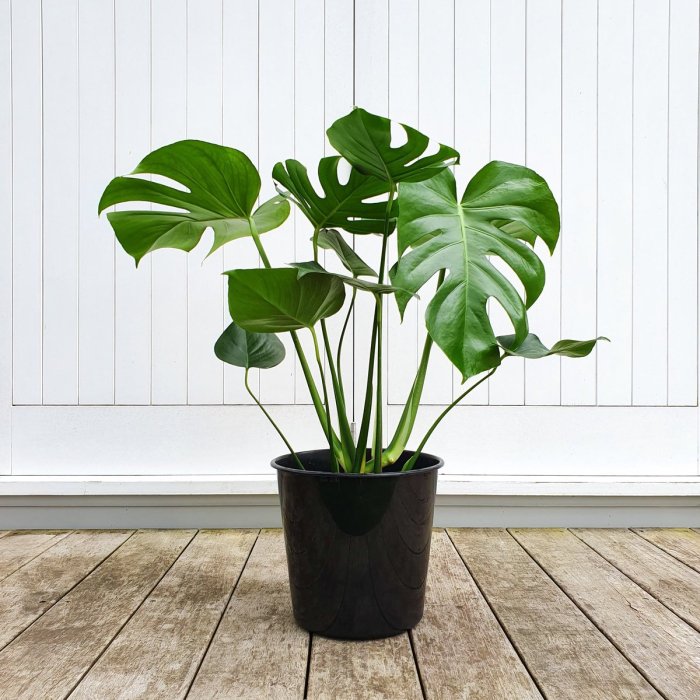 Monstera indoor plant
