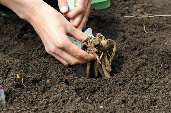 How to plant a dahlia tuber