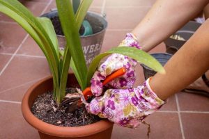 Fertilizer for amaryllis plants