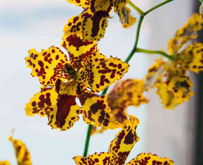Orchid orchids psychopsis thespruce houseplants