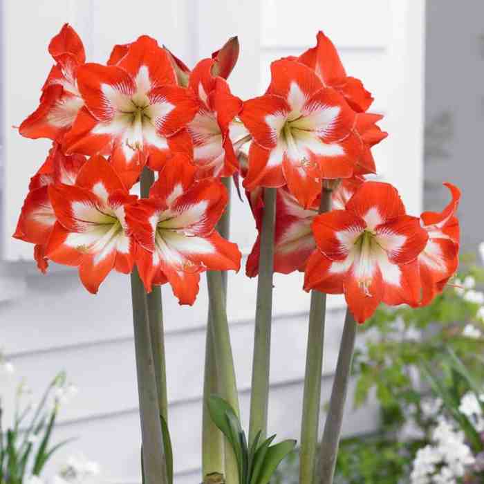 Amaryllis plant meaning