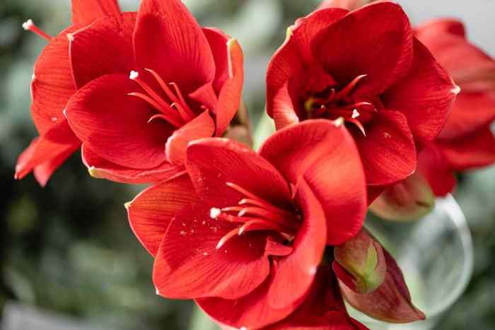 Amaryllis plant meaning
