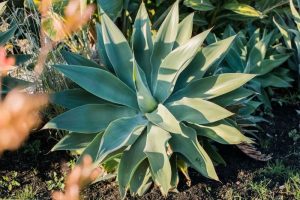 Agave plant care