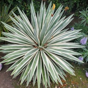 Agave angustifolia marginata variegated encyclopedia gardentags