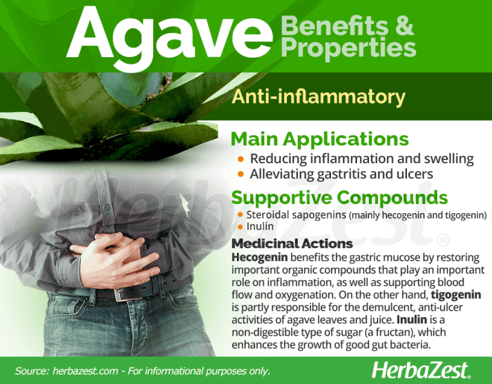 Agave plant health benefits