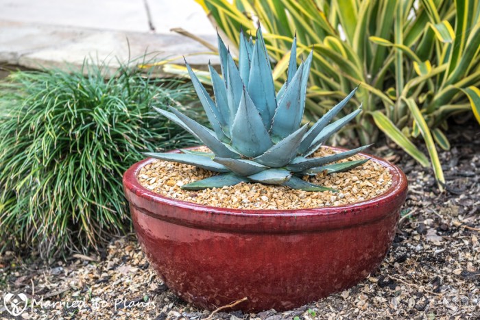 Agave plants in pots