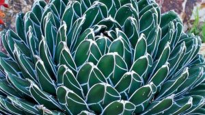 Agave plant species