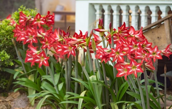 Where to plant amaryllis