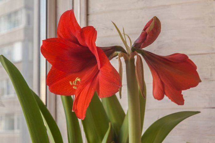 Amaryllis plant indoors