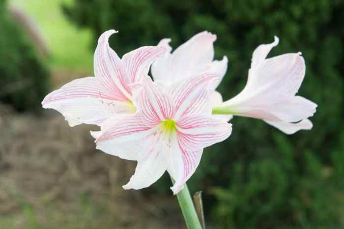 Amaryllis symbolism florgeous