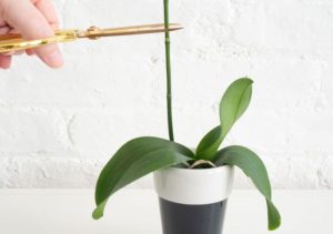 How to care for an orchid plant indoors