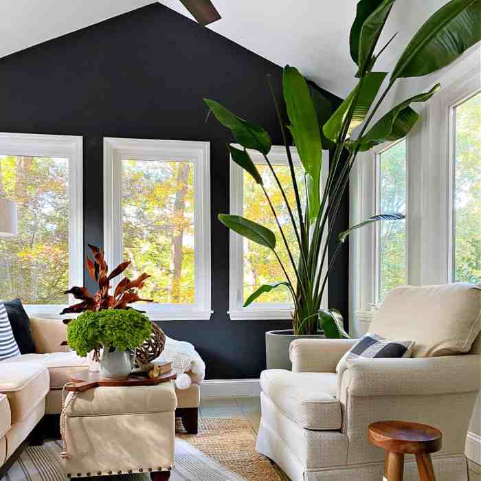 Bird of paradise plant indoor