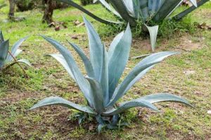 Agave plant grow care huge pots plants agaves century garden landscaping outdoor planting yard front succulents grown help ideas 收藏自 How to grow agave plant