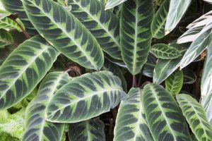 How to care for calathea plant