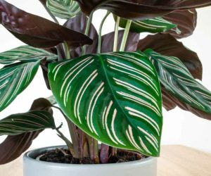 Calathea ornata plant care