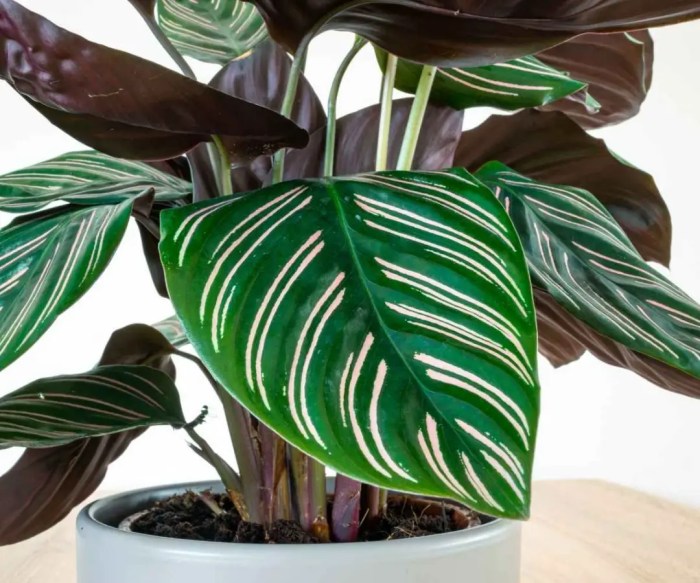 Calathea ornata plant care