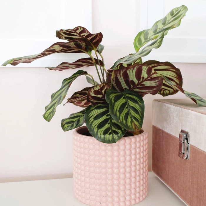 How to care for a calathea plant