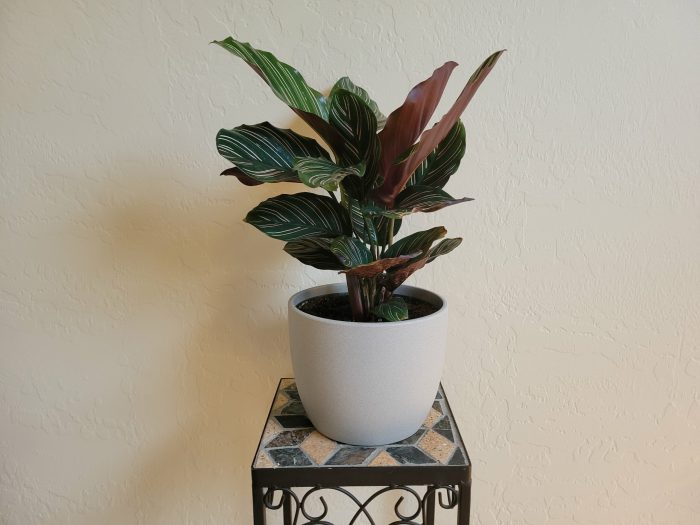 Calathea plant propagation