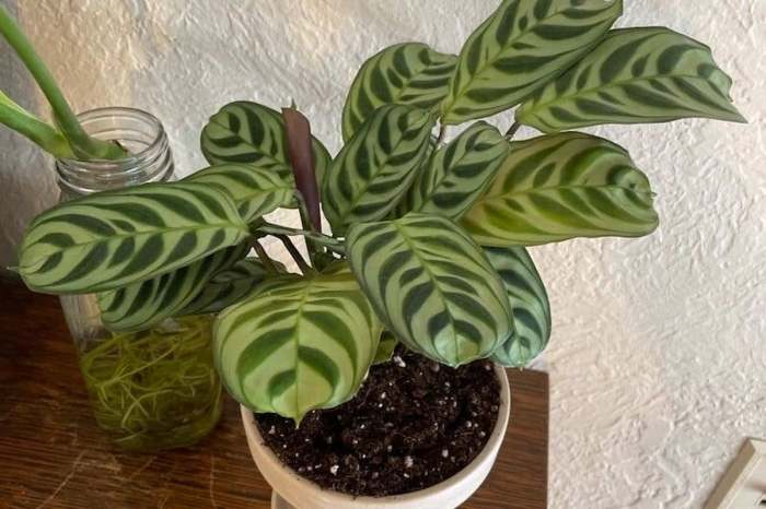 Calathea zebrina plant care