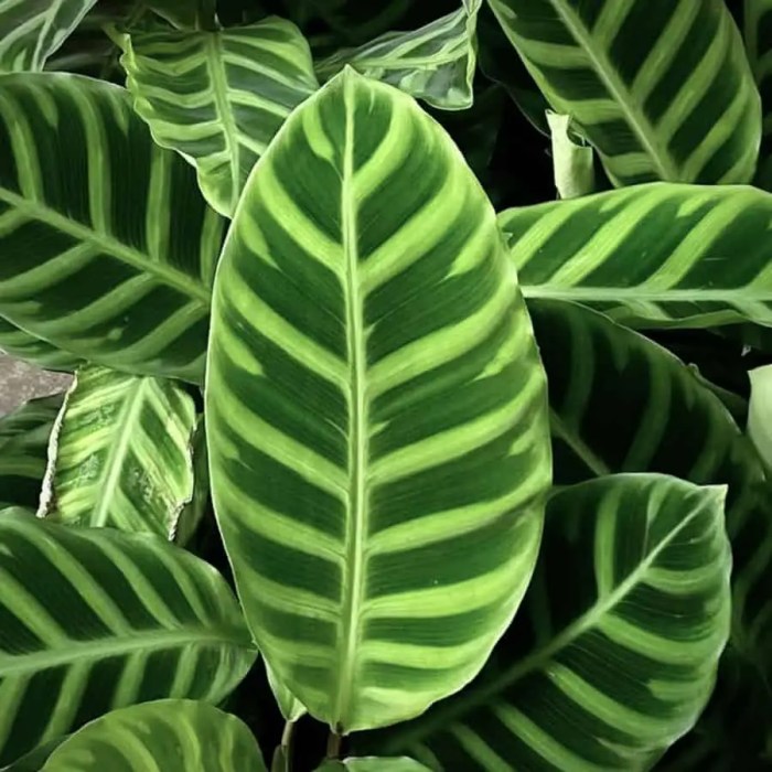 Types of calathea plants with pictures