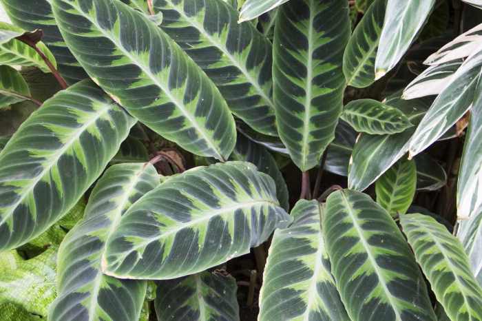 How to care for calathea plant