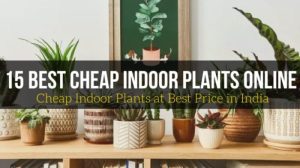 Cheap indoor plants