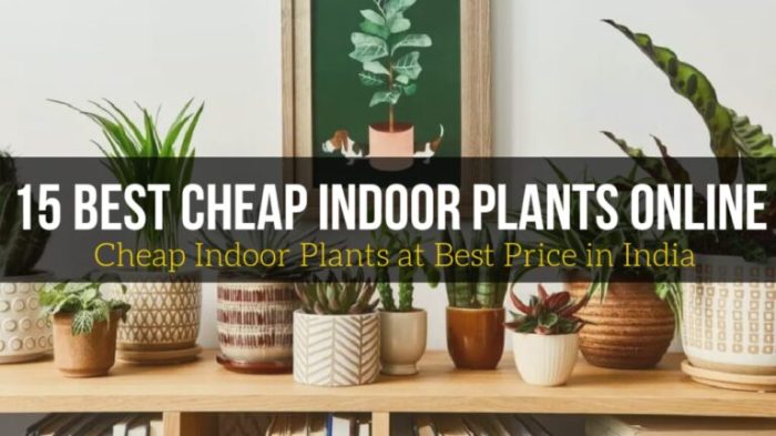 Cheap indoor plants