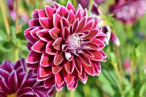 Dahlia plant meaning
