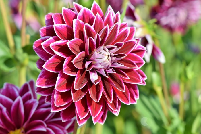 Dahlia plant meaning