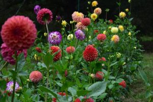 When to plant dahlias