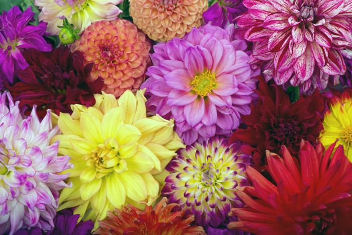 Dahlias gardens flower types dahlia flowers styles garden sizes longfield know list cut different varieties colors plants summer grow gorgeous
