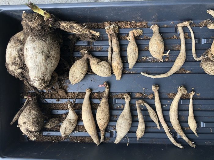 How to plant dahlia tubers