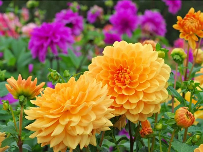 Type of plant dahlia flower