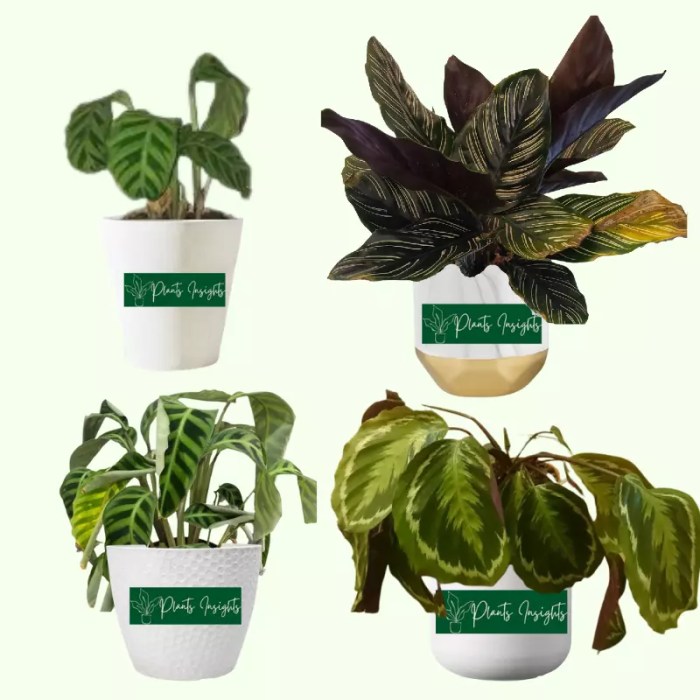 How to save a dying calathea plant