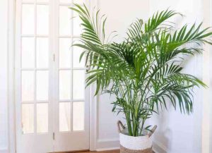 Indoor palm plant care