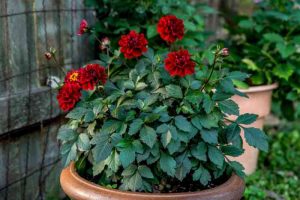How to plant dahlias in pots