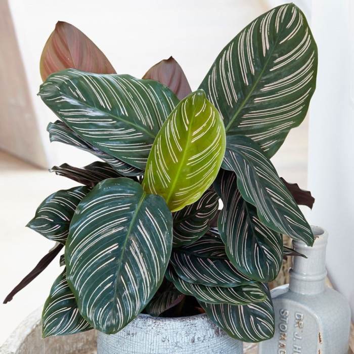 Calathea ornata plant care