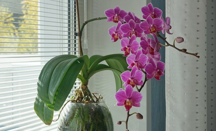 How to care for orchids plant