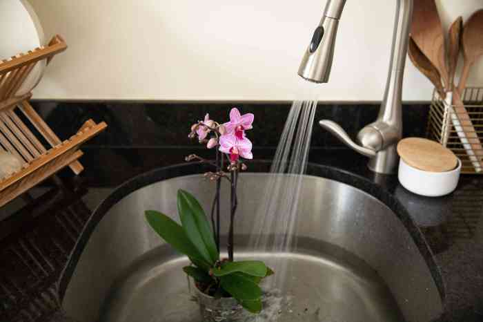 How to water orchid plants