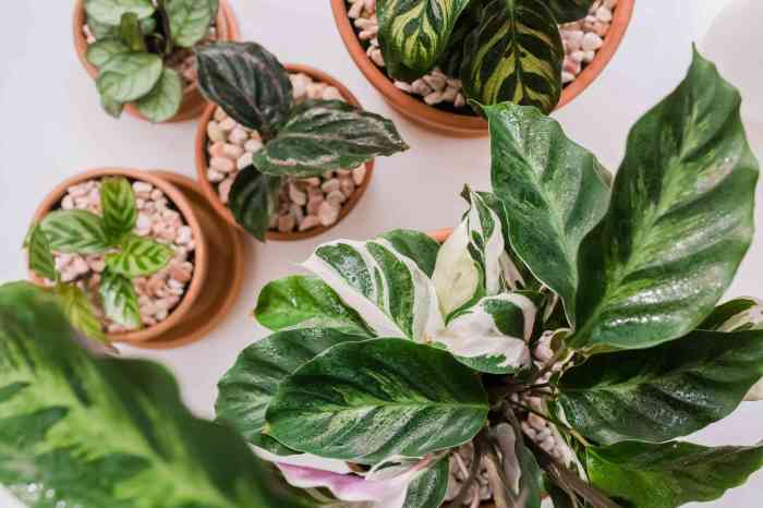 Calathea indoor plant