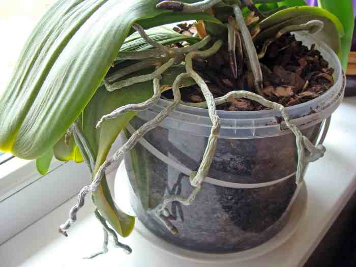 Orchid plant care indoors