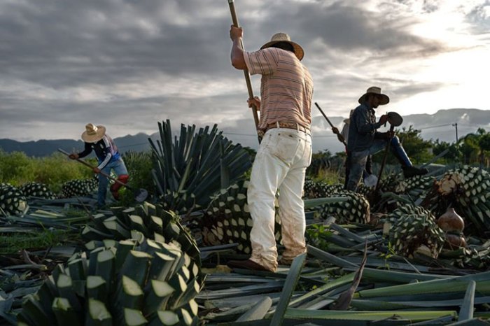 How to trim an agave plant