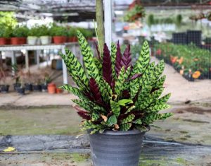 Calathea rattlesnake plant benefits