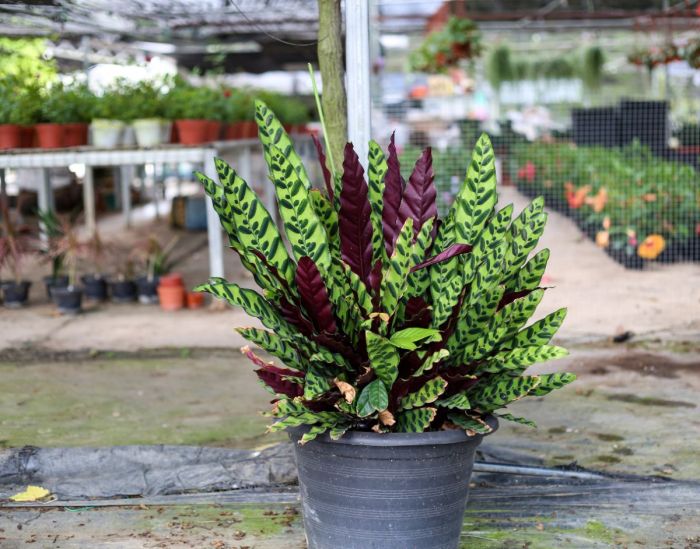 Calathea rattlesnake plant benefits