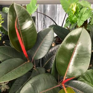 Rubber plant indoor