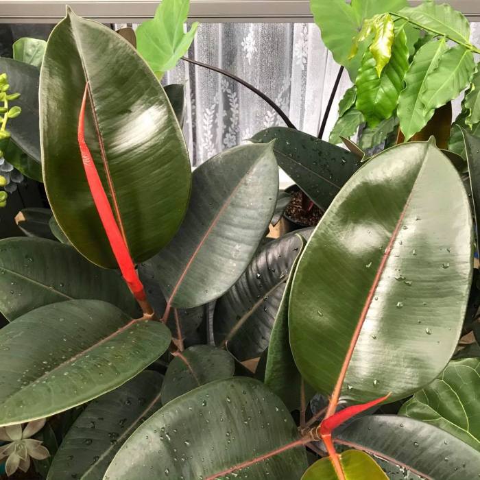 Rubber plant indoor