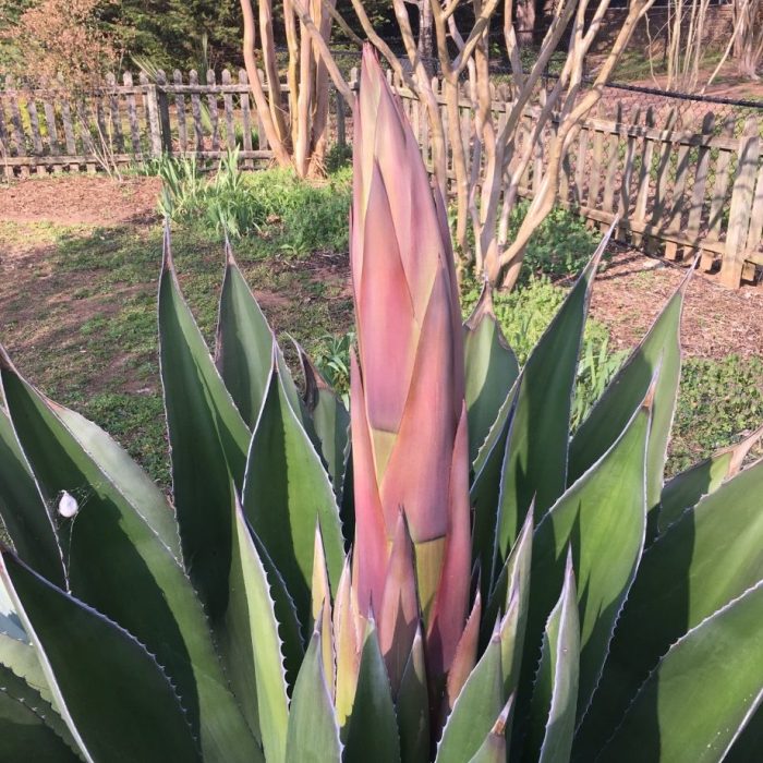 Agave plant blooming