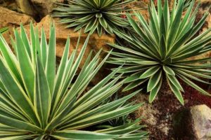 Garden plant varieties agaves plants care collection homepage Types of agave plants