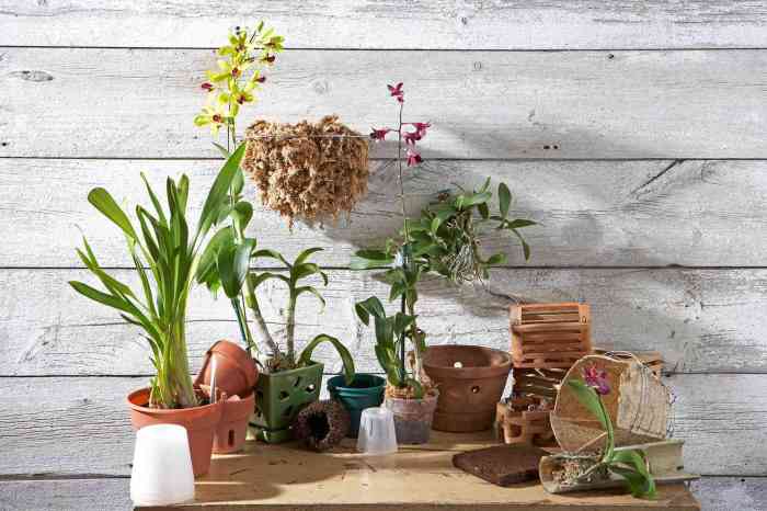 How to plant orchids in pots