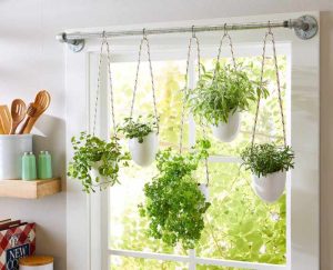 Plant hangers indoor